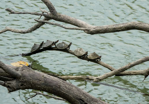 Image of Assam Roofed Turtle