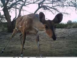 Image of Bushbuck