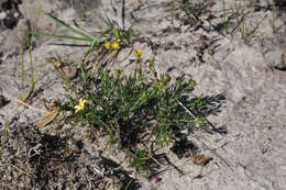 Plancia ëd Menodora integrifolia (Cham. & Schltdl.) Steud.