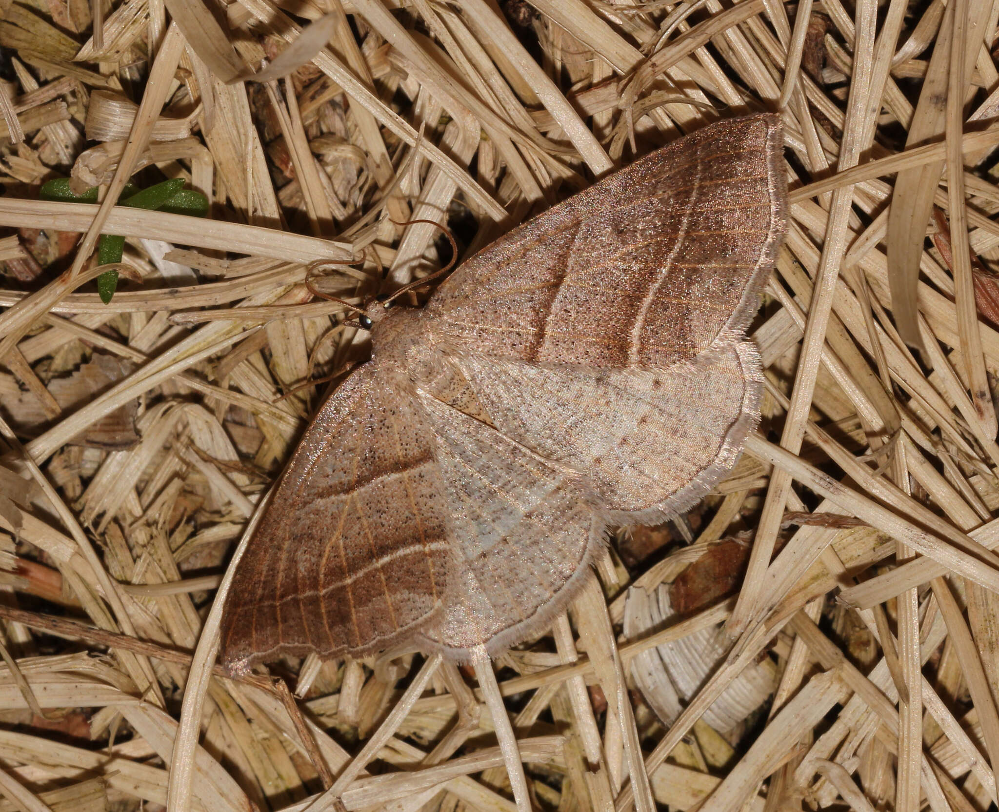 Image of Petrophora subaequaria Walker 1860