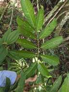 Image de Tapirira guianensis Aubl.