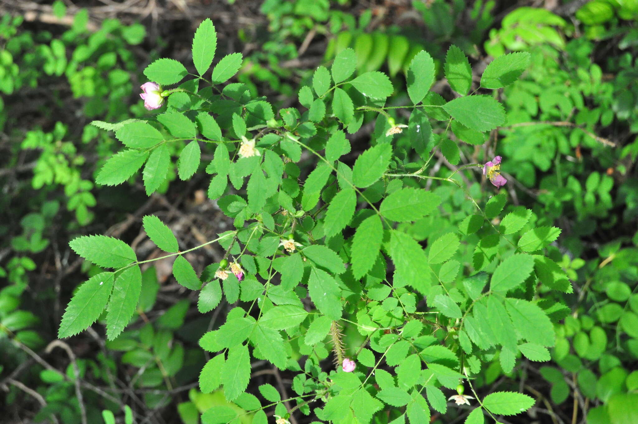 Imagem de Rosa gymnocarpa Nutt. ex Torr. & Gray