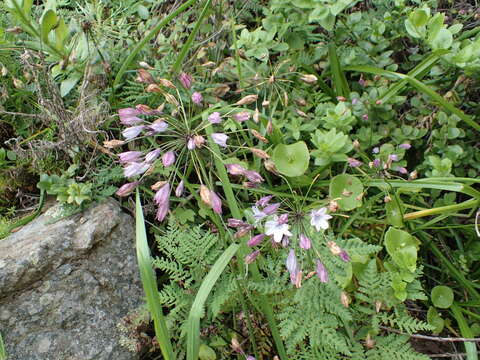 Image of San Clemente Island triteleia