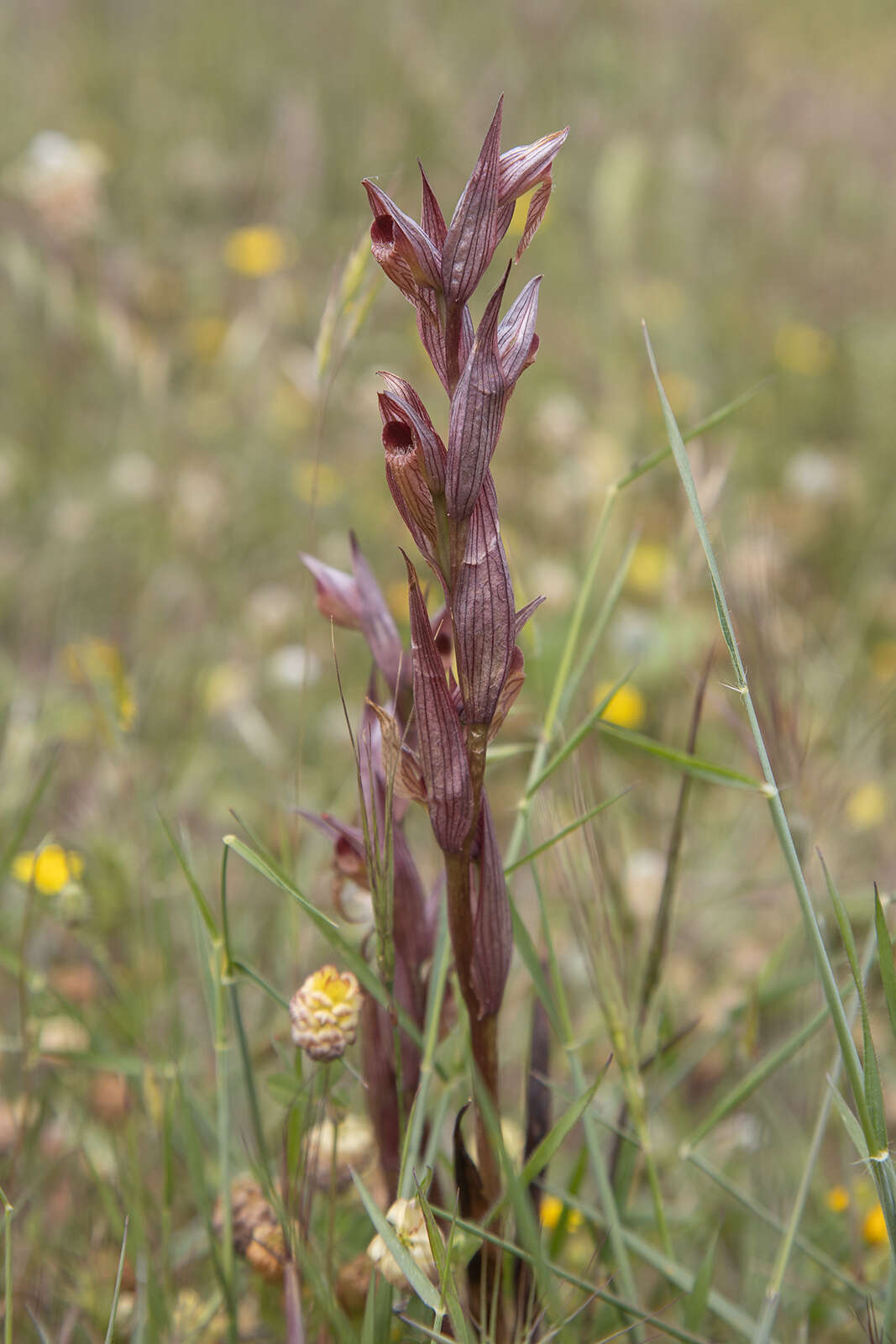 Image of Serapias orientalis (Greuter) H. Baumann & Künkele