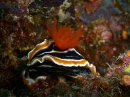 Image of Chromodoris africana Eliot 1904