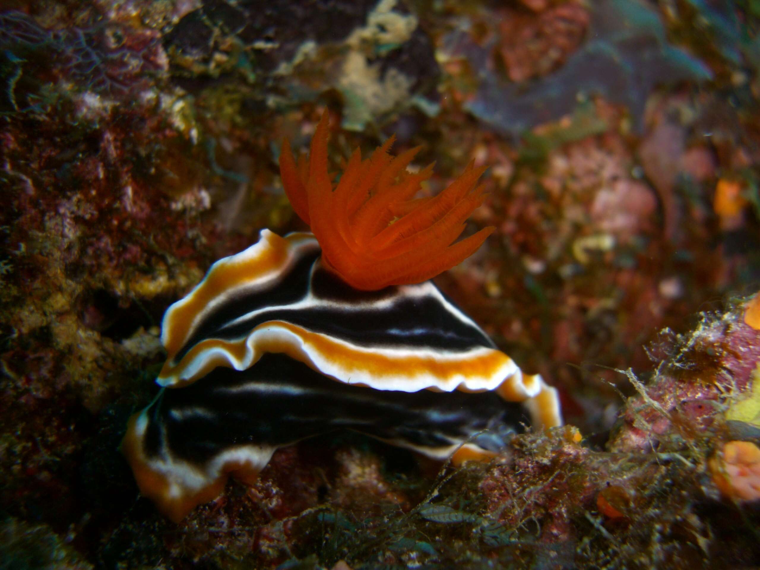 Image of Chromodoris africana Eliot 1904