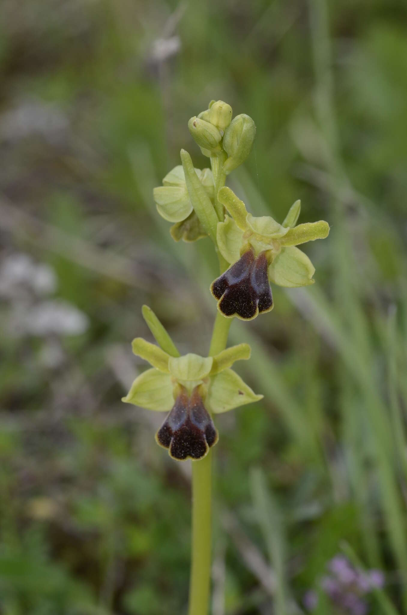 Image of Ophrys fusca subsp. fusca