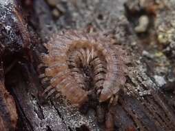 Image of Flat-backed millipede