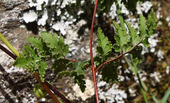 Image de Cheilanthes sieberi subsp. sieberi