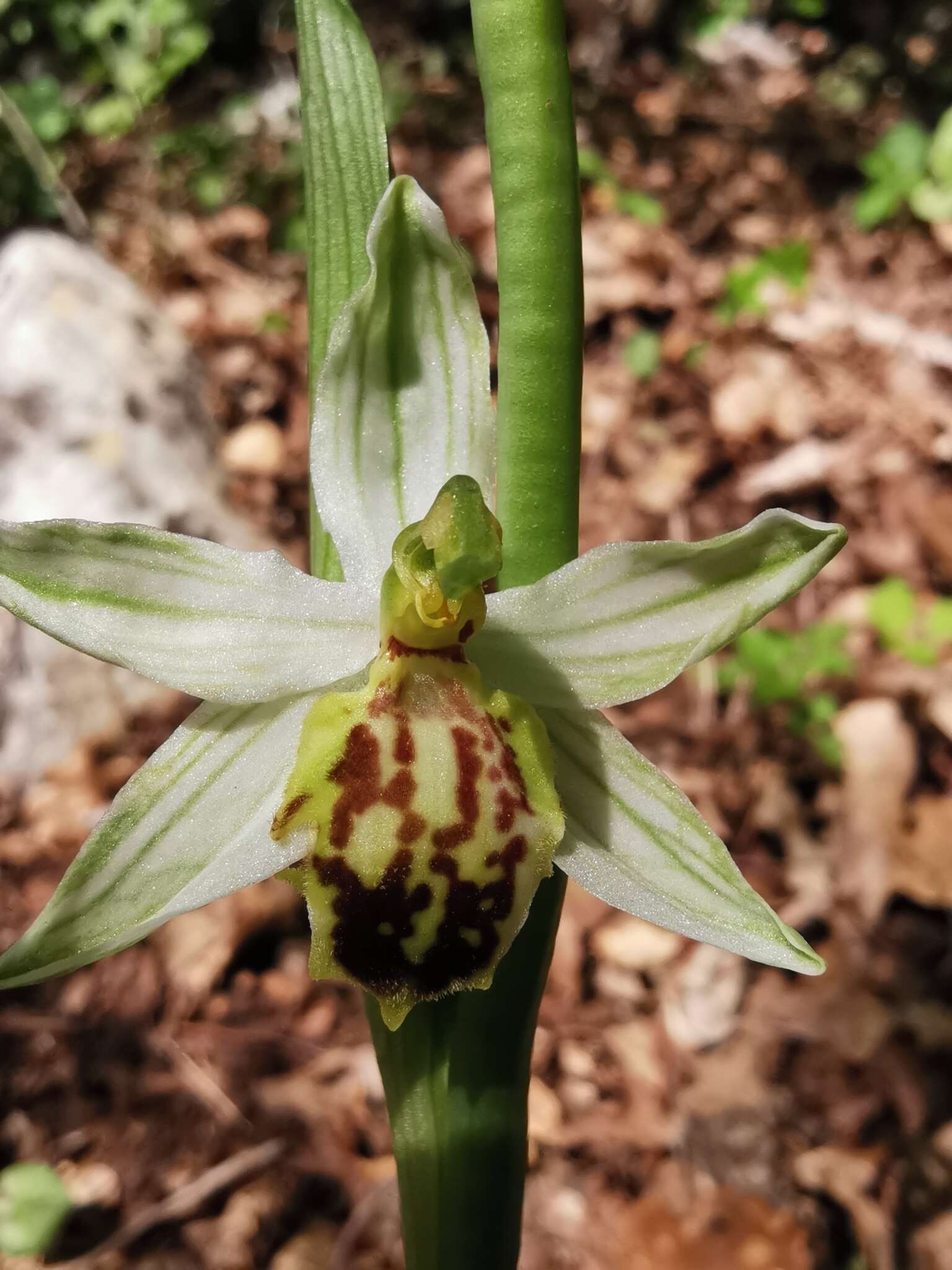 Image of Bee orchid