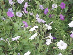 صورة Petunia axillaris (Lam.) Britton