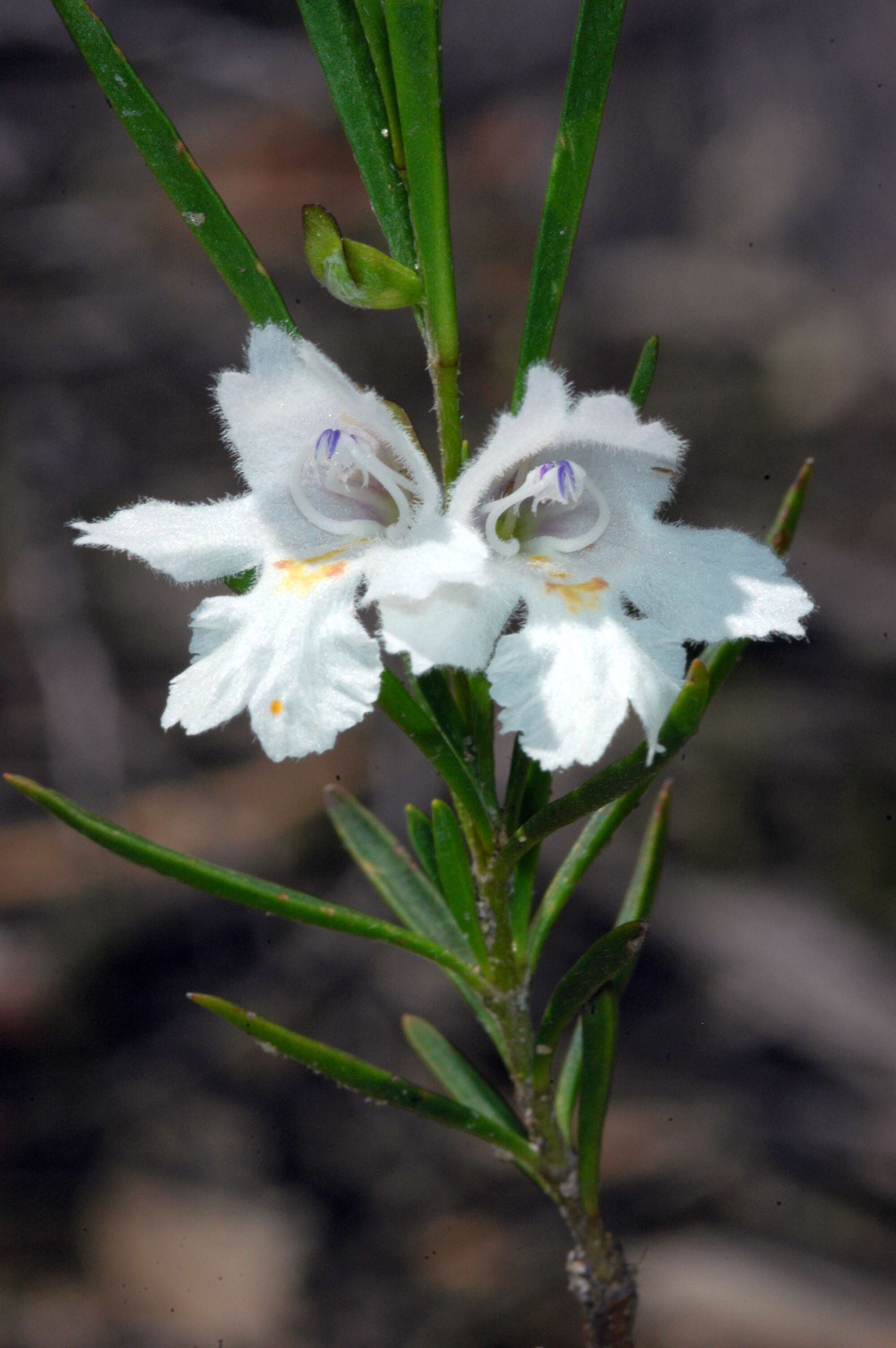 Image de Prostanthera nivea A. Cunn. ex Benth.