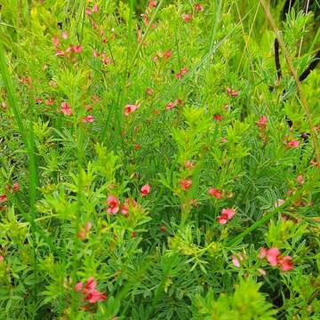 Imagem de Indigofera hilaris Eckl. & Zeyh.