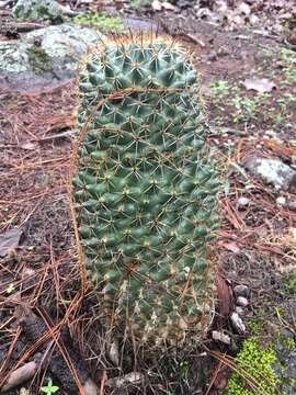 Image of Coryphantha clavata (Scheidw.) Backeb.