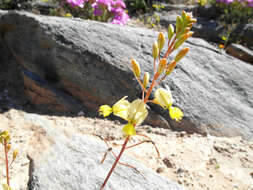 Image of Bulbine wiesei L. I. Hall