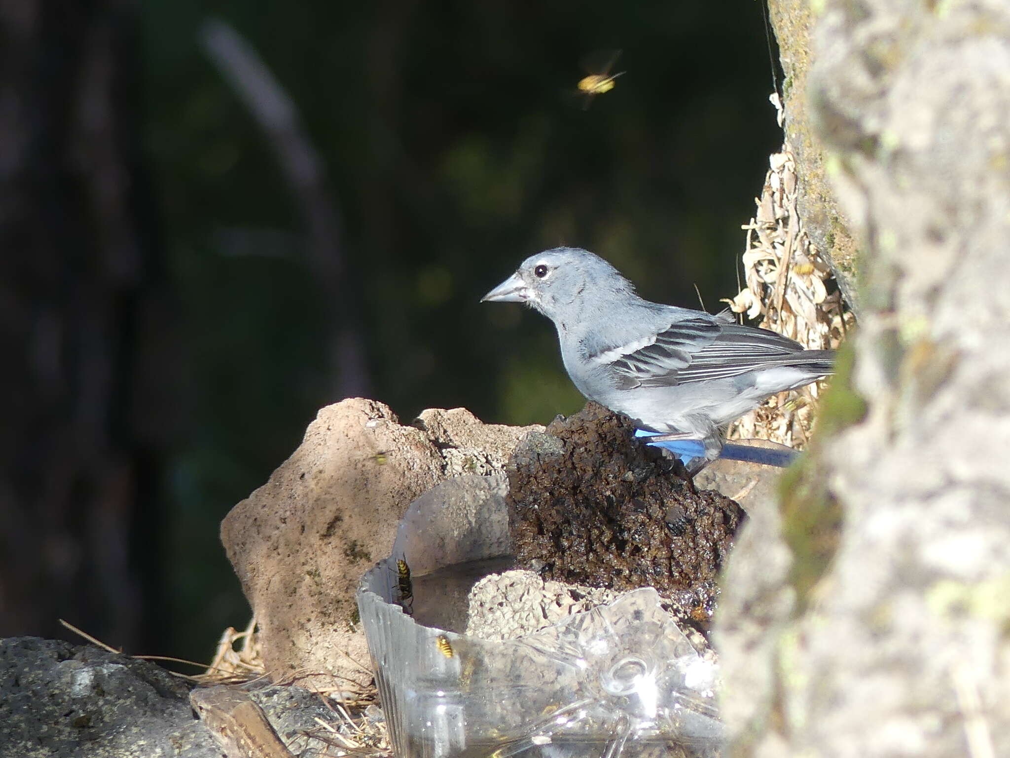 Image of Blue Chaffinch