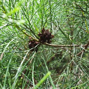 Image de Gymnostoma australianum L. Johnson