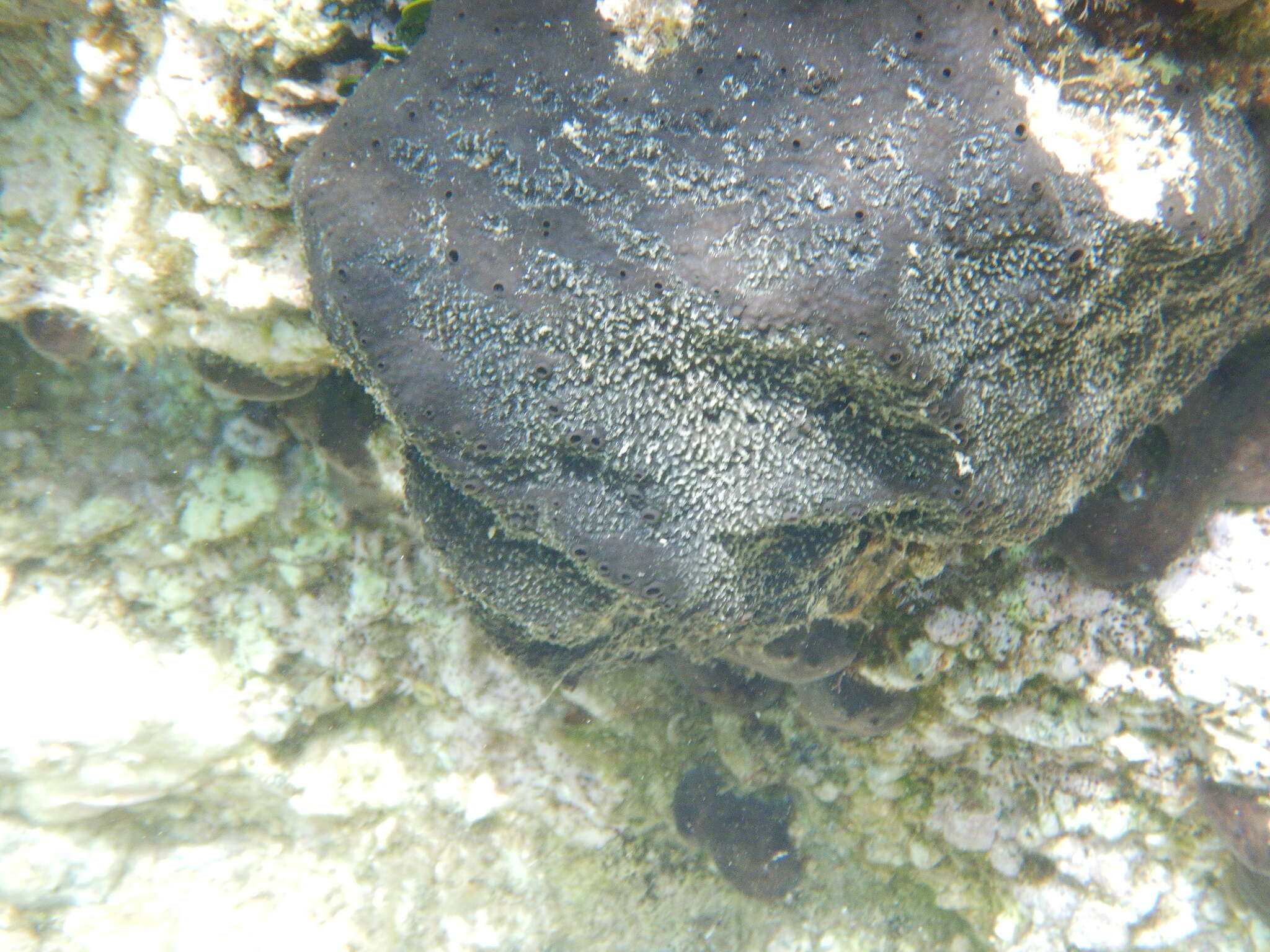 Image of black leather sponge