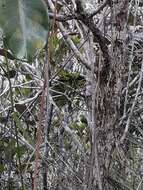 Image of New Caledonian Parakeet