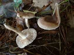 Image of veiled fairy cake