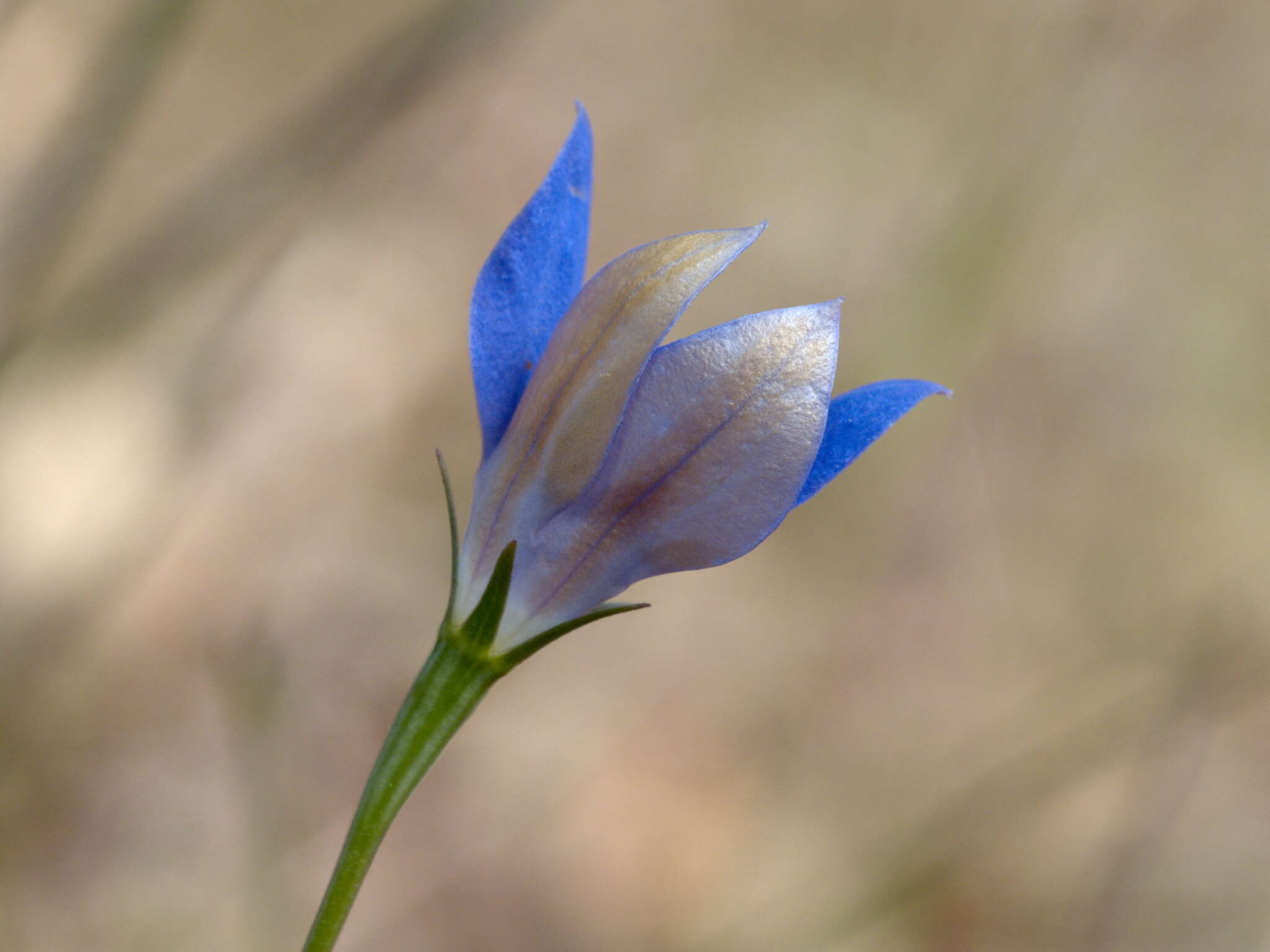 Imagem de Wahlenbergia luteola P. J. Sm.