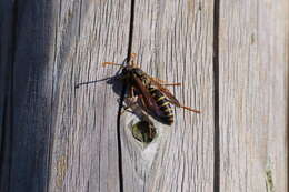 Imagem de Polistes chinensis antennalis Perkins 1905