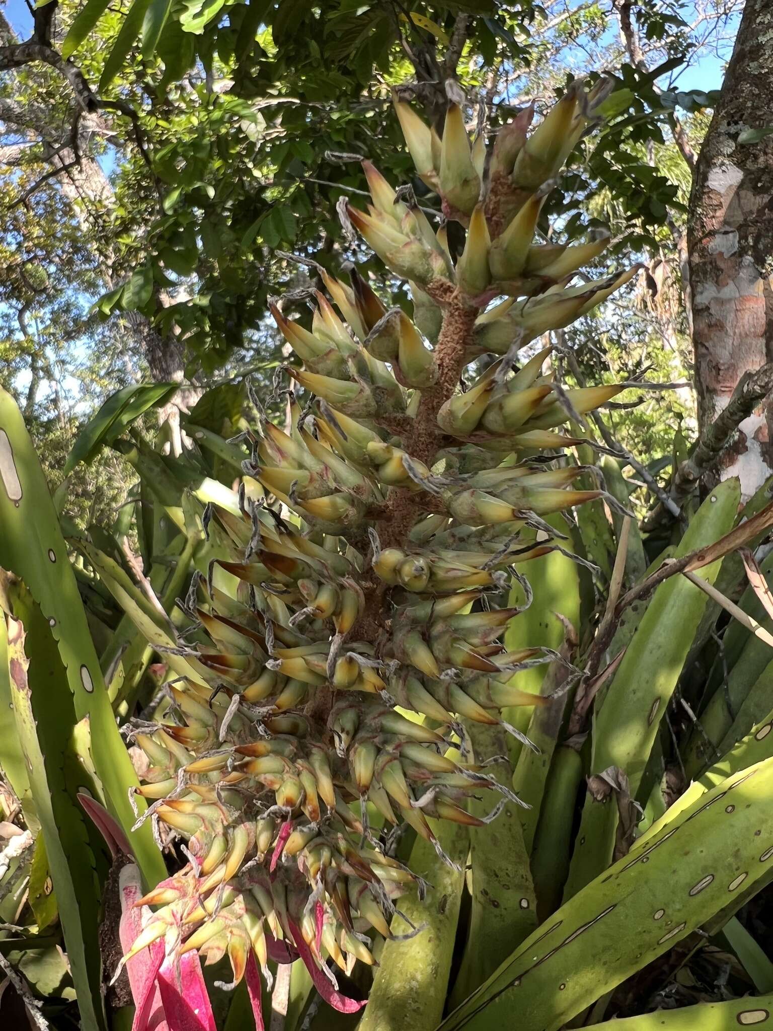 Image of Aechmea stenosepala L. B. Sm.