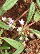 Image of Gisekia africana var. africana