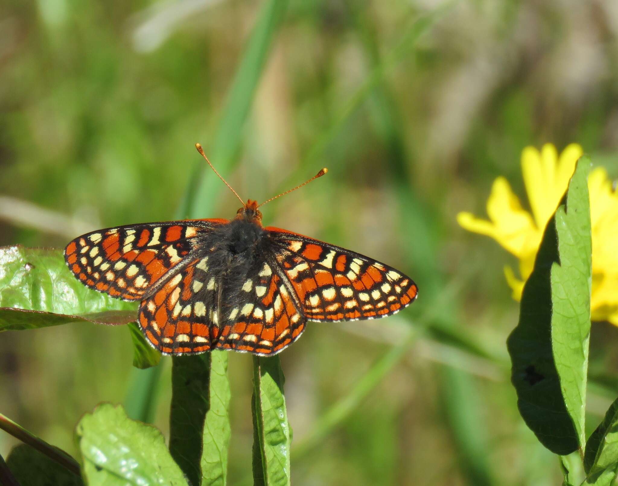 Imagem de Euphydryas editha rubicunda (Hy. Edwards 1881)