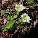 Gentiana scabrida var. horaimontana (Masamune) Liu & Kuo resmi