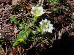 Image of Gentiana scabrida var. horaimontana (Masamune) Liu & Kuo