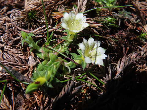 Gentiana scabrida var. horaimontana (Masamune) Liu & Kuo resmi