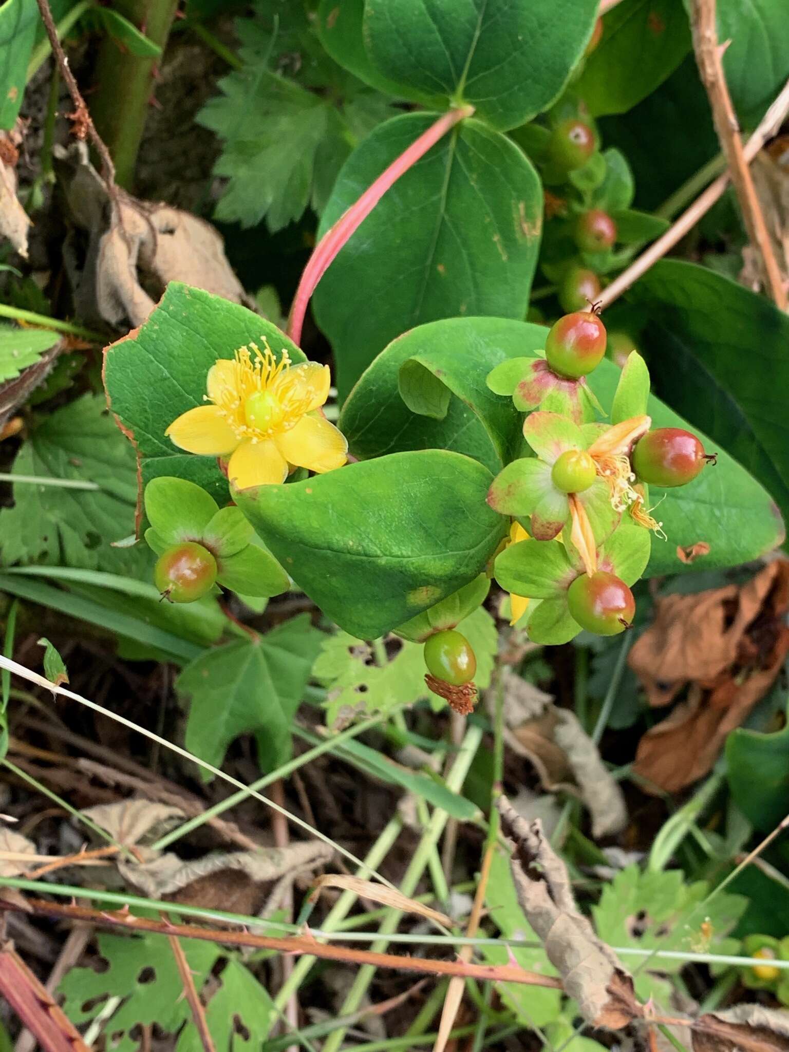 صورة Hypericum calycinum L.