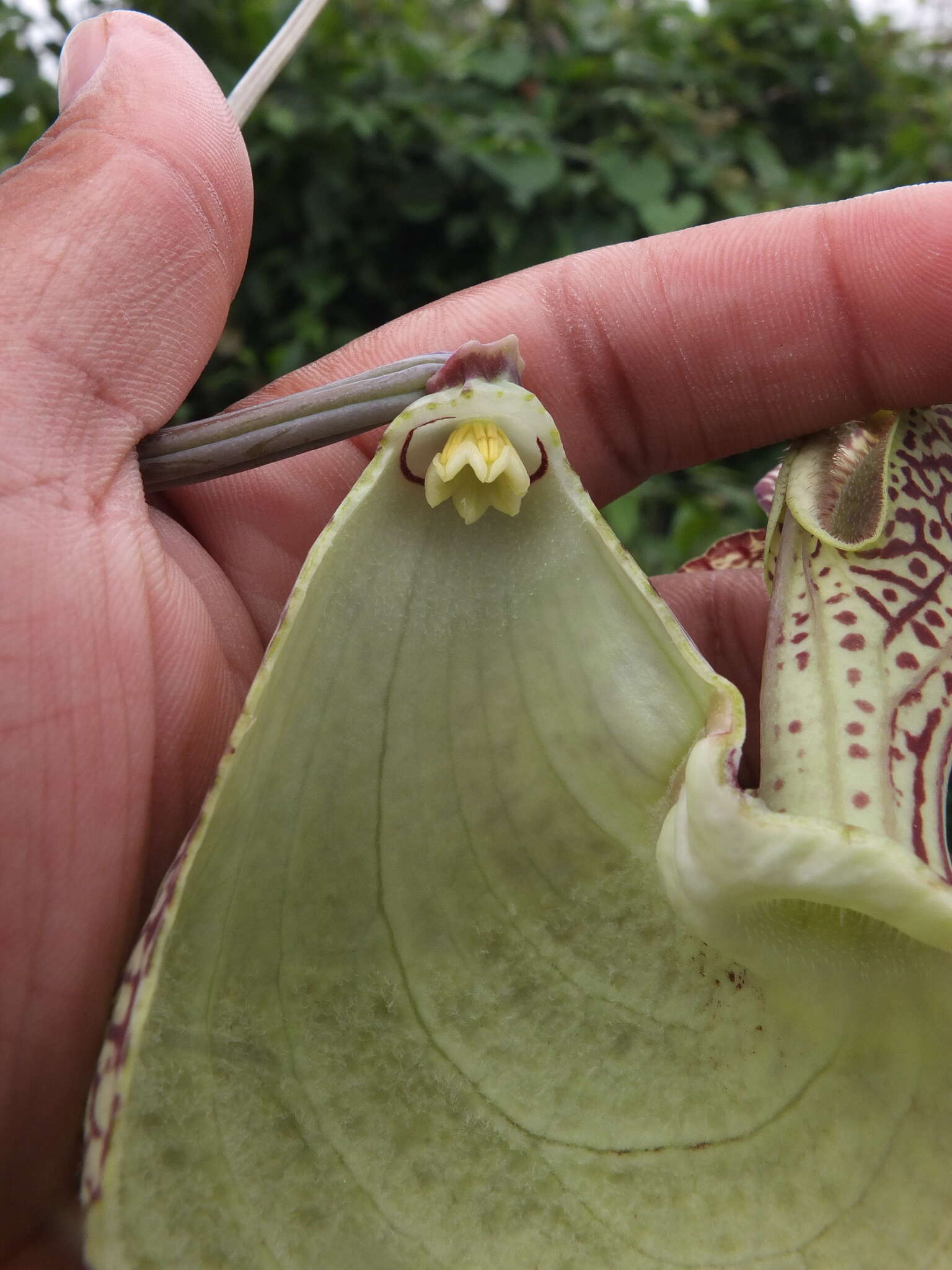 Image of mottled dutchman's pipe