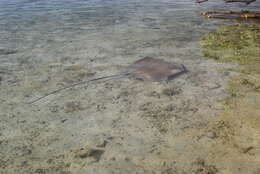 Image of Pink Whipray