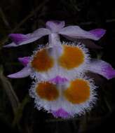 Image of Dendrobium devonianum Paxton