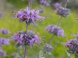 Imagem de Salvia leucophylla Greene