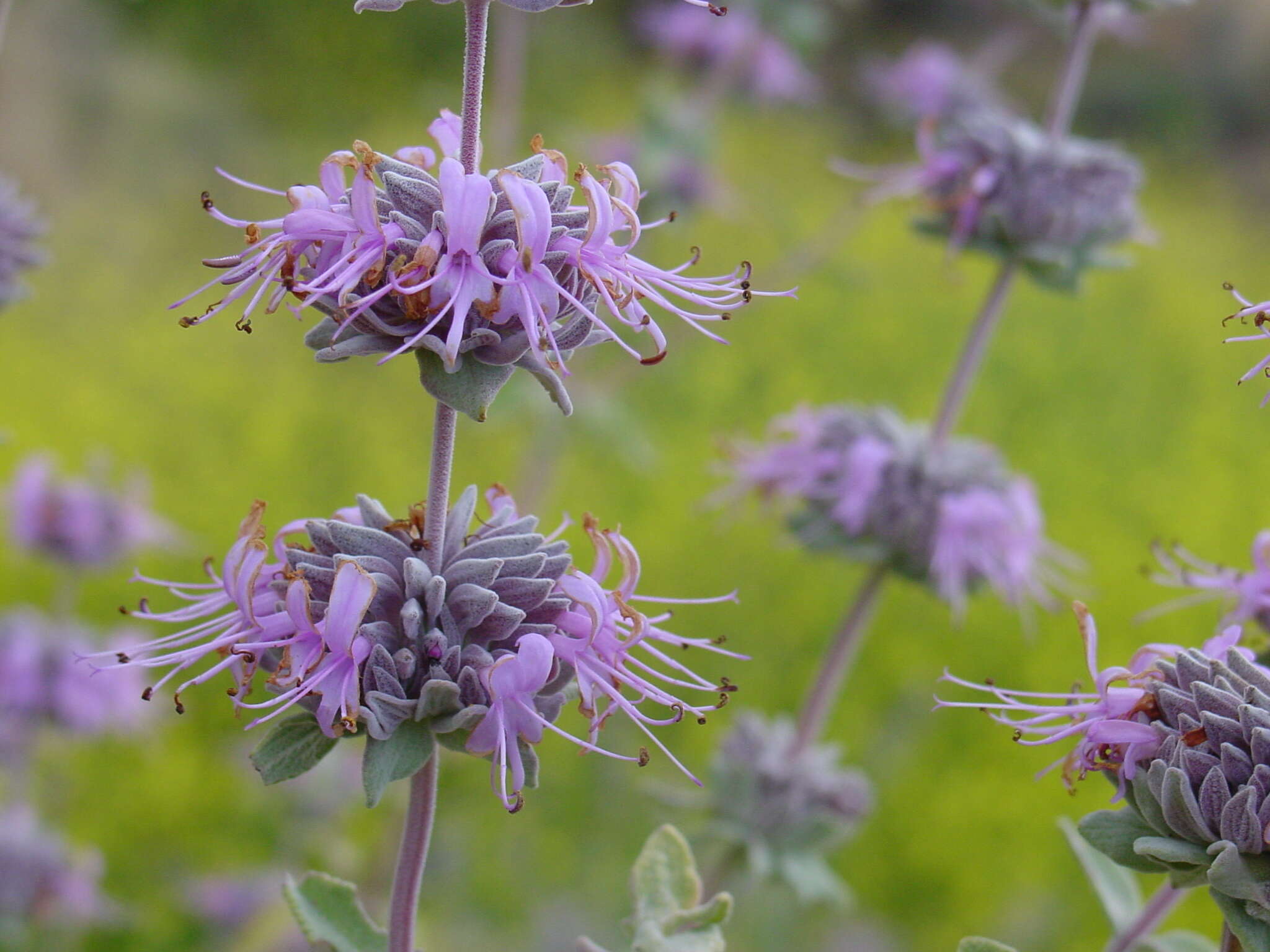 Image de Salvia leucophylla Greene