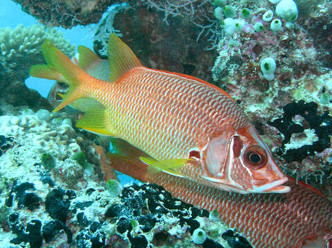 Image of Camouflage Grouper