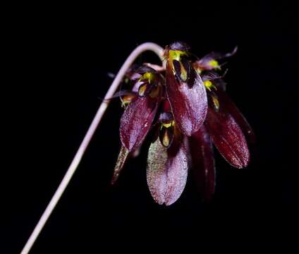 Image de Bulbophyllum proudlockii (King & Pantl.) J. J. Sm.