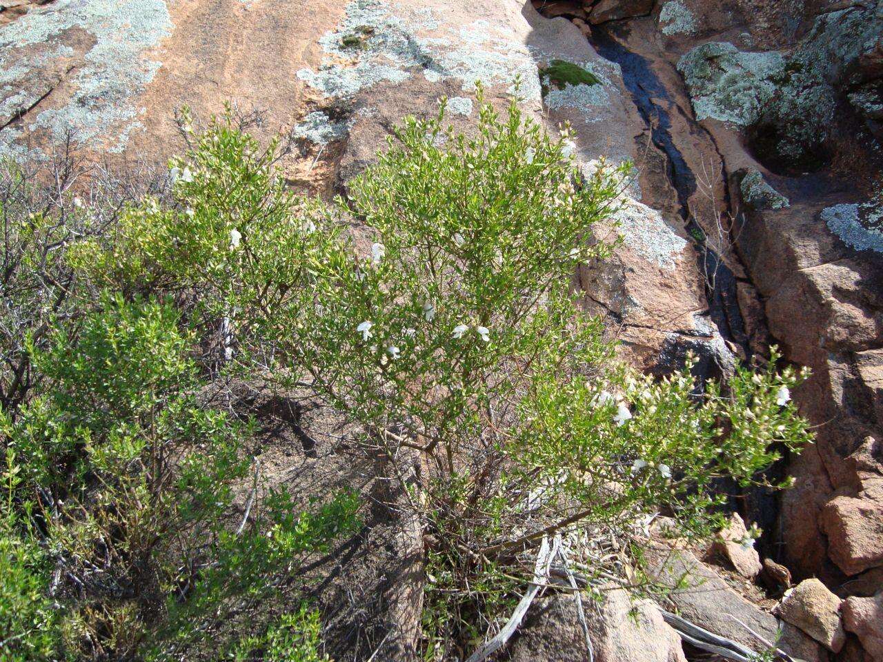 Imagem de Prostanthera striatiflora F. Muell.