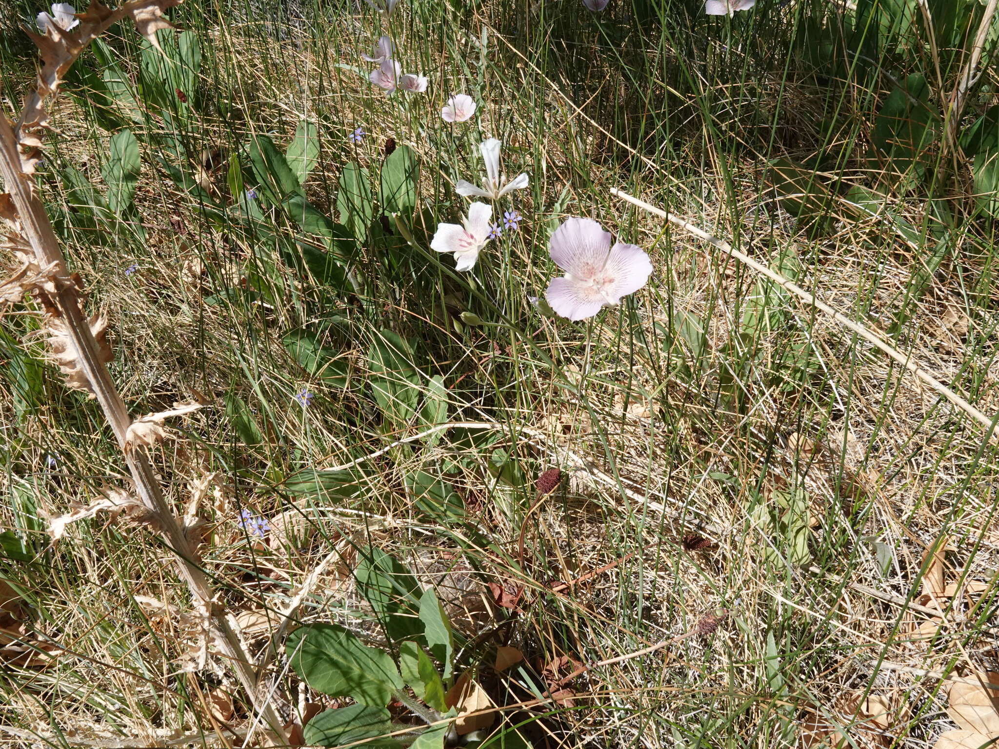 Image of alkali mariposa lily