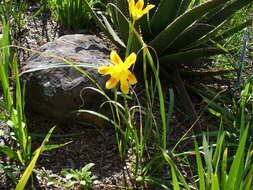 Image of Cape tulip