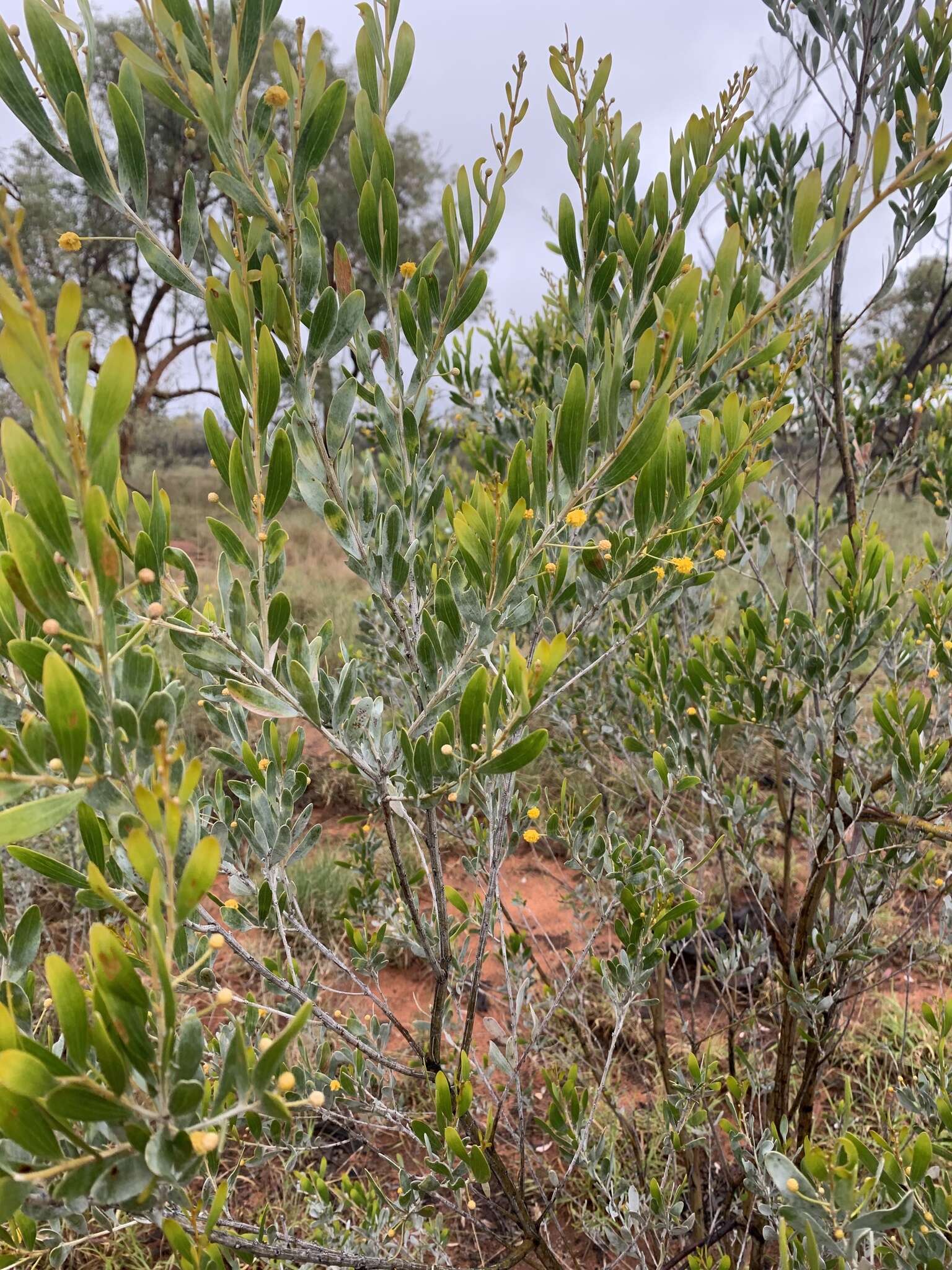 Image de Acacia melleodora Pedley