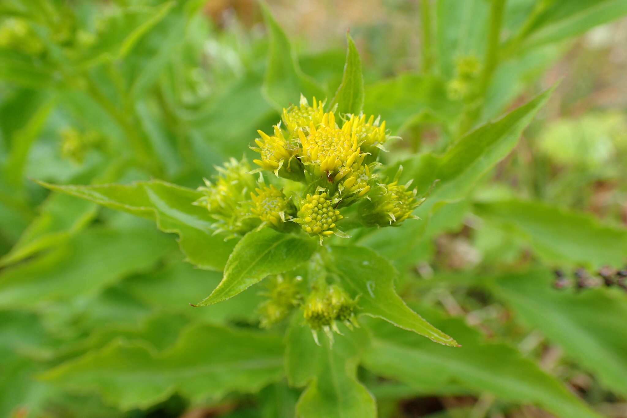 Image of Solidago multiradiata subsp. paramuschirensis (Barkalov) V. N. Voroschilov