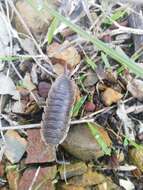 Image of Porcellio hoffmannseggii Brandt 1833