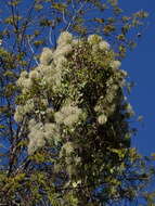 Image of Clematis grossa Benth.