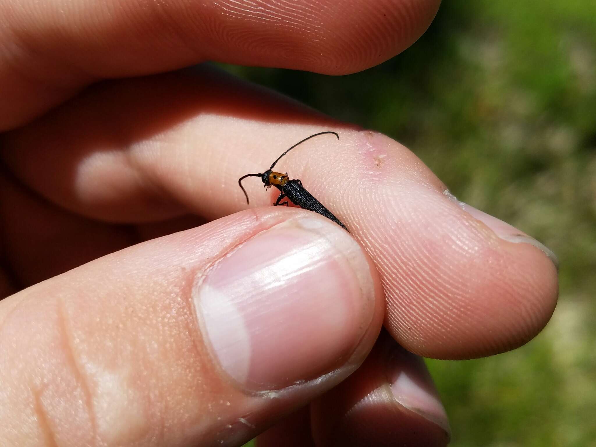 Image of Raspberry Cane Borer