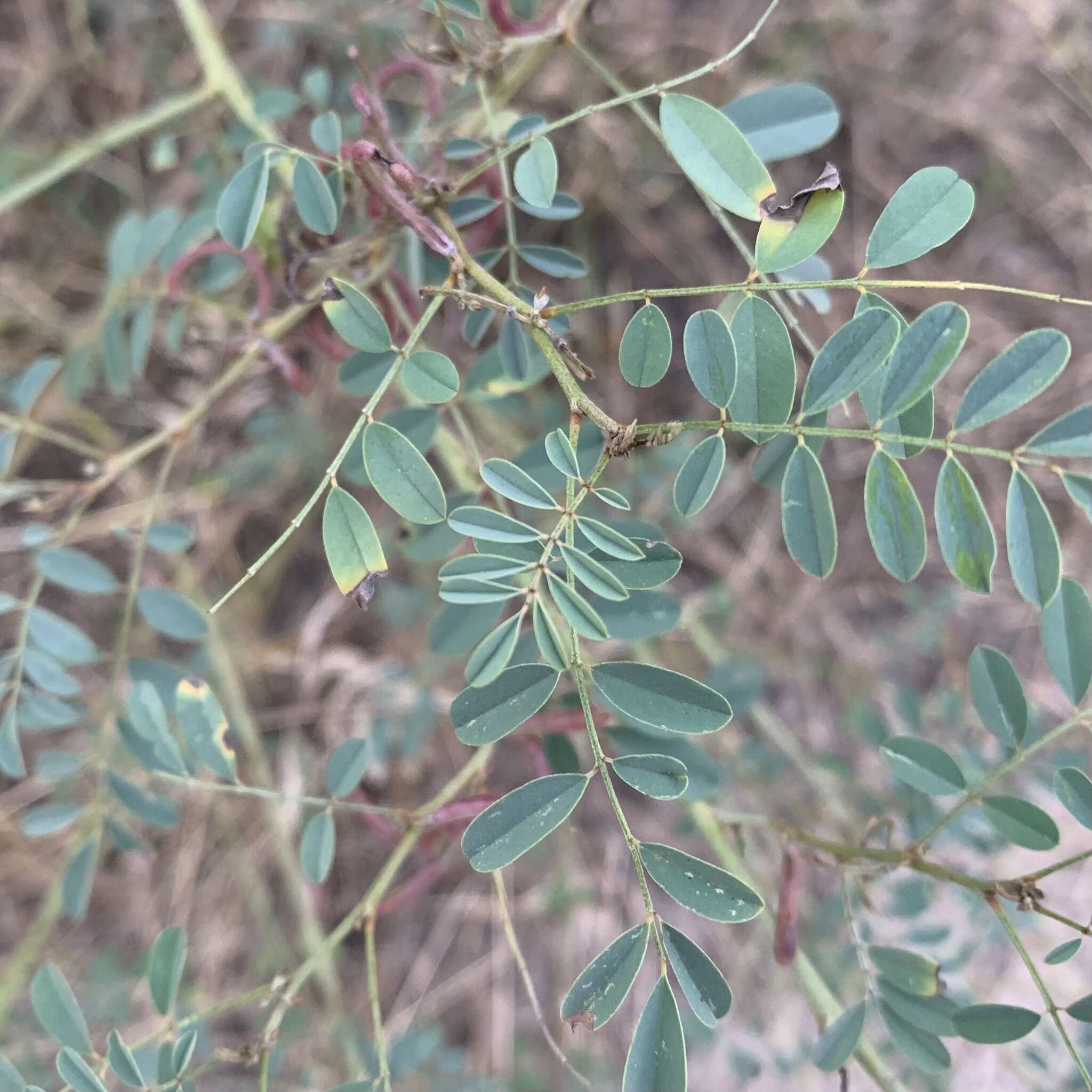 Image of Indigofera tinctoria subsp. arcuata (J. B. Gillett) Schrire