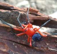 Image of Ambicodamus southwelli Harvey 1995